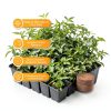 Legigo 50 Pcs 30mm Coco Coir Pellets Seed Starter Soil Mix- Organic Coconut Coir Potting Soil Pods for Seedling, Coco Peat Soil Discs for Indoor & Outdoor Plants Bonsai Herbs Vegetables and Flowers-2