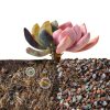 NUPICK 3lb Mix Horticultural Lava Rocks for Succulents, Cactus, Bonsai-2